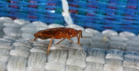 The Best Bed Bugs Lawyer For Fast Legal Relief