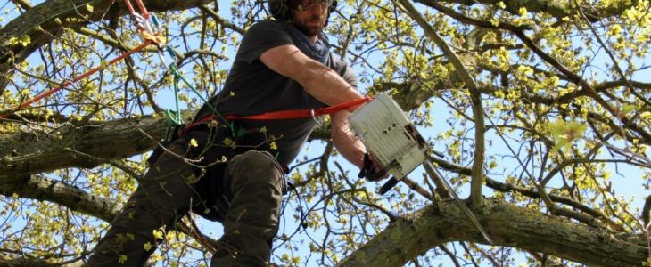 Tree Surgeon London: Expert Guide For Healthy Trees